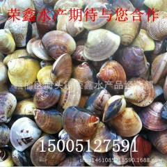 海鲜鲜活批发 大量供应文蛤、花蛤 杂色蛤 各种贝类，酒店供应...