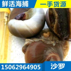 鲜活沙乌黑香螺 贝类海鲜海产品批发 沙螺黄香玉螺 连云港海鲜
