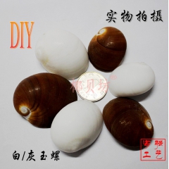 椰贝坊厂家直批天然海螺贝壳 红玉螺  红扁螺 白玉螺