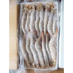 马达白虾