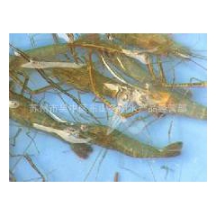 供应 苏州特产太湖白虾 高品质  高营养