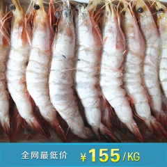 批发海洋白虾 海水冷冻礼品虾