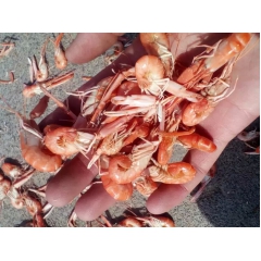 鹰爪虾  甲虾 狗虾纯天然海水捕捞 一手货源 大量批发 质量...