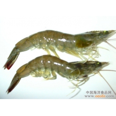 供应南美白对虾、海水南美白对虾