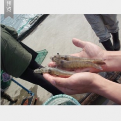 鲜活对虾 南美白对虾 对虾价格批发零售 海产品