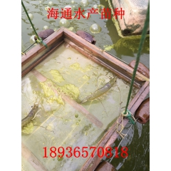 大量出售南美白对虾 成品虾 对虾 包上货