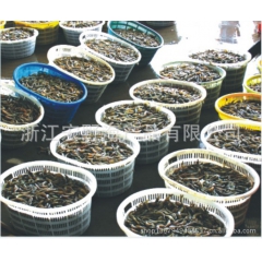 南美白对虾 海鲜 海水虾 冻虾