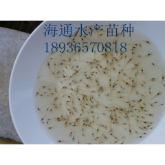 销售 优质白对虾苗 南美白对虾 虾苗