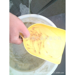 南美白对虾 虾苗，种苗，自育，种虾繁育