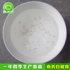 南美白对虾 虾苗 虾苗活体 （一件1万粒）