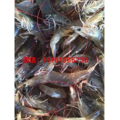 鲜活美味 鲜活虾类 南美白对虾