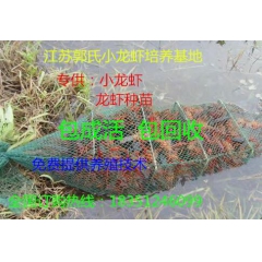 江西那里有小龙虾养殖基地
