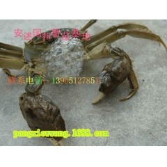 供应出售 扣蟹苗，梭子蟹。毛蟹，，对 虾苗。