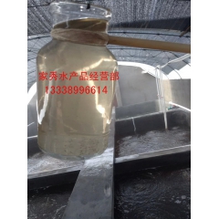 虾苗销售 车虾苗 东方虾苗 南美白对虾苗  草虾苗 斑虾苗 ...