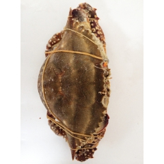 红膏梭子蟹，规格200-300g，舟山海鲜,厂家直销，价格请...
