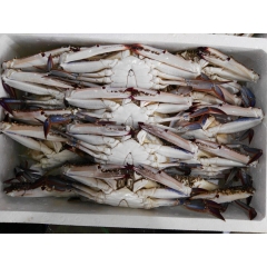 舟山精品冻梭子蟹 三疣梭子蟹  300/400