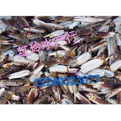 水产海鲜 蟹脚 蟹腿 蟹钳 新鲜冷冻 梭子蟹 鲜蟹脚 中规格...