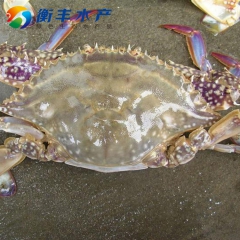 鲜活梭子蟹 舟山梭子蟹 海鲜批发 白蟹 品质保证 衡丰水产
