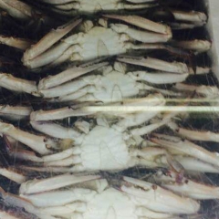 单冻梭子蟹 鲜活速冻黄海特产野生白蟹 12斤/箱 一箱24只