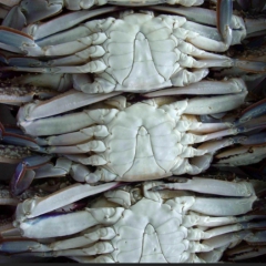 批发野生梭子蟹 各种规格 大量供应各种海洋新鲜食材 酒店配送