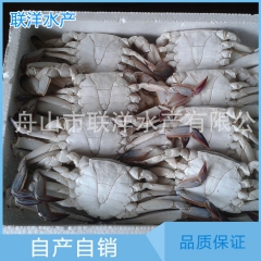全国供应冷冻海鲜水产优质冷冻梭子蟹  泡沫箱梭子蟹 质高价优