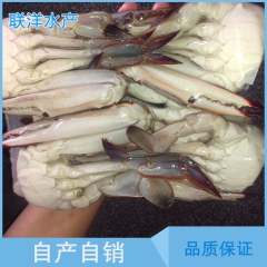 批发供应 新鲜冷冻切割梭子蟹 优质切蟹个头大 味道鲜美