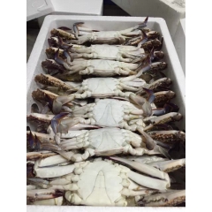 梭子蟹 公蟹 各种规格 泡沫箱 扎蟹13758008540
