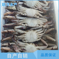 精选鲜冻梭子蟹 冷冻海鲜产品 产地直销 精致泡沫箱装