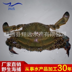 养殖供应 营养红膏梭子蟹 舟山海鲜特产散装批发冷冻梭子蟹