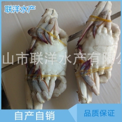 正宗舟山梭子蟹 整个公梭子蟹 活冻梭子蟹 规格全出口品质