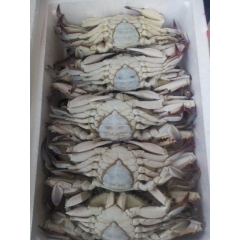 鲜冻海蟹 冷冻海鲜产品 5两以上红膏梭子蟹 元宝蟹  产地直...