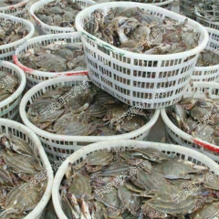 舟山冷冻海鲜 水产品 冷冻红膏蟹 野生梭子蟹 冷冻红膏炝蟹批...