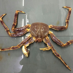 俄罗斯进口野生鲜活帝王蟹 深海野生帝王蟹 海产品批发