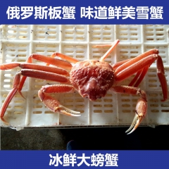 冰鲜朝鲜板蟹 冷冻板蟹 籽蟹 帝王蟹