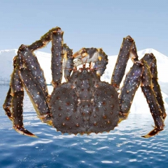 进口帝王蟹批发 海鲜 冰冻鲜冻阿拉斯加帝王蟹 深圳水产品批发...
