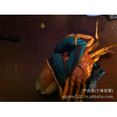 长期供应各种规格的越南野生一级肉蟹青蟹