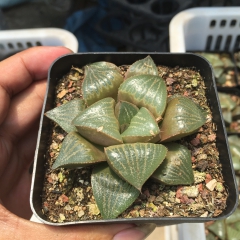 多肉植物 青蟹 多肉植物批 进口多肉植物批发 特价