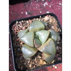 青蟹 多肉植物 5-6cm