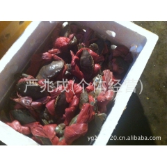 （第一手供应）长期大量供应越南小个肉蟹青蟹