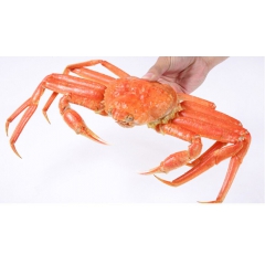 海鲜水产进口鳕蟹 皇后蟹 螃蟹肉寿司料理海鲜500g