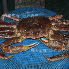鲜活蟹类、板蟹/鳕蟹、海鲜水产品、籽蟹批发
