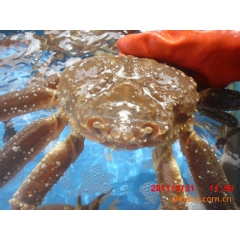 供应北朝鲜鲜活鳕蟹、板蟹、俄罗斯鳕蟹、北朝鲜毛蟹、鲜活螃蟹