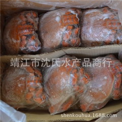 【老虎蟹】江苏大量批发供应特价老虎蟹  量大从优