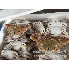 常年批发300/400出口级冷冻野生三点蟹，三眼蟹，三目蟹，...