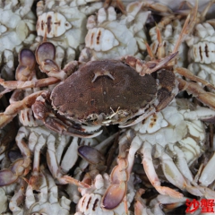 海鲜批发 沙蟹 香辣蟹 毛蟹 厂家直销 价格优惠 各种规格