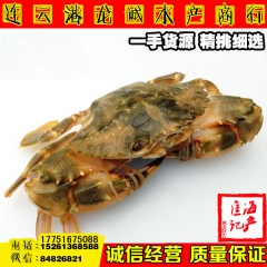 连云港鲜活水产批发 新鲜海鲜 石蟹 花盖蟹 花梭子蟹 海螃蟹...
