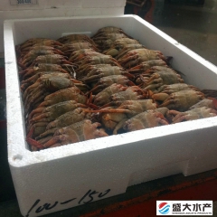 批发冷冻海捕野生黑蟹,石蟹，黑螃蟹，肥美多肉,美味实惠