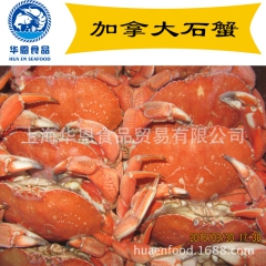 【华恩食品】加拿大石蟹 熟冻/进口黄道蟹 面包蟹 元/kg