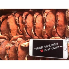 供应 加拿大石蟹  一手货源 半斤一个 一件24只左右