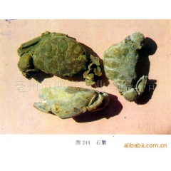 供应石蟹 灵石蟹